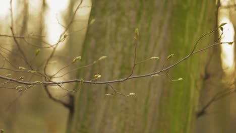 tiny tree buds sprouting on the small tree twig with huge trunk in the background - selective focus trucking shot