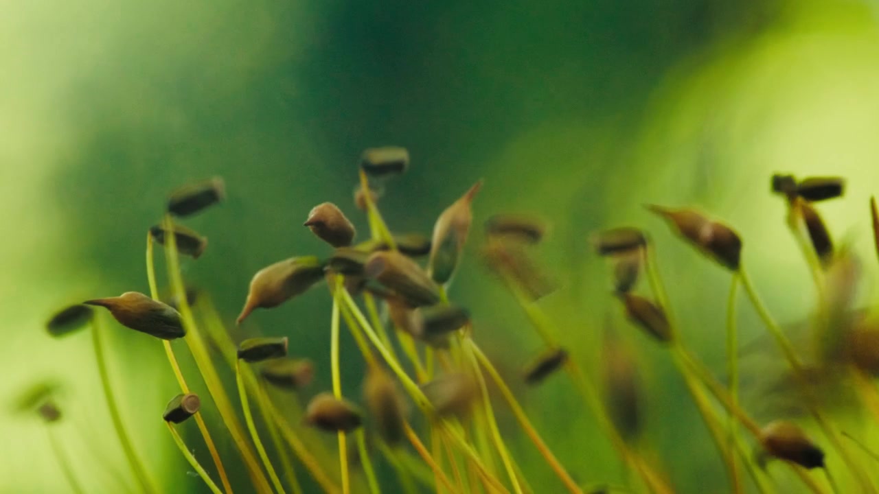 Makroaufnahme von Funaria hygrometrica Moos (Brunnenmoos), das Sporen freisetzt. Kapseln auf dünnen Stielen bewegen sich im Wind und verteilen feine Sporen in der Luft. Natürliches Licht, geringe Schärfentiefe.