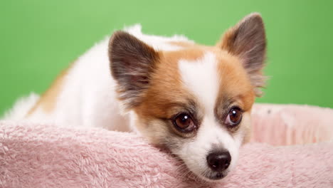 perro chihuahua acostado en su cama filmado en estudio con fondo de clave de croma verde-1