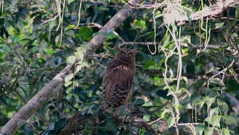 the buffy fish owl is a big owl and yet the smallest among the four fish owls