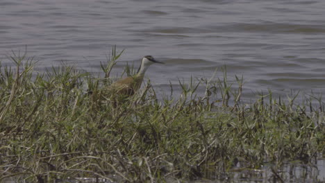 african jacana walking along grassy shoreline near water's edge, tranquil and natural scene