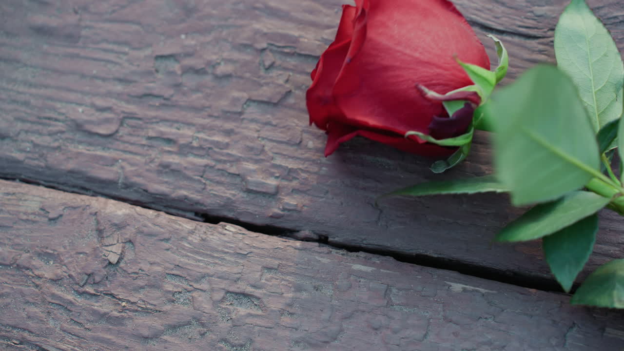 Pétalas orvalhadas e tábuas texturizadas evocam romance nostálgico e tranquilidade. Um tributo íntimo capturado através de uma rosa vermelha em um deck de madeira envelhecido com orvalho suave e a sutileza da iluminação natural