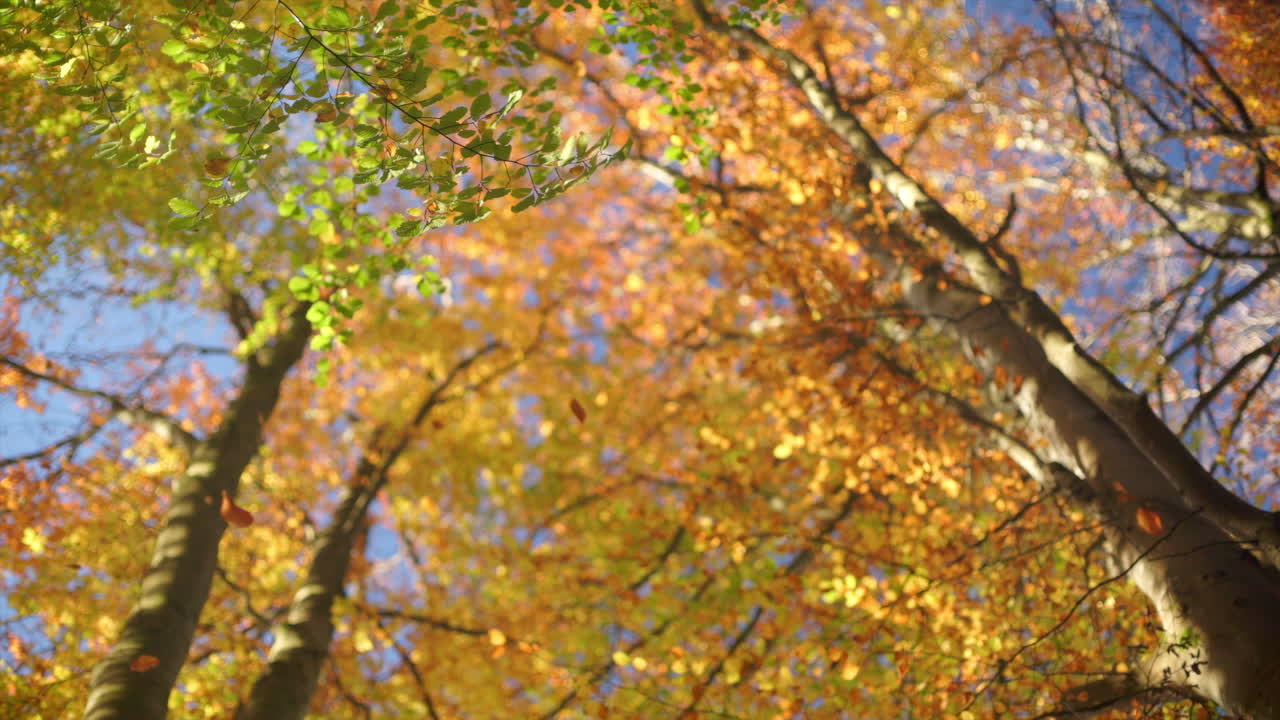 Slow-motion autumn leaves blowing in the wind in warm afternoon light