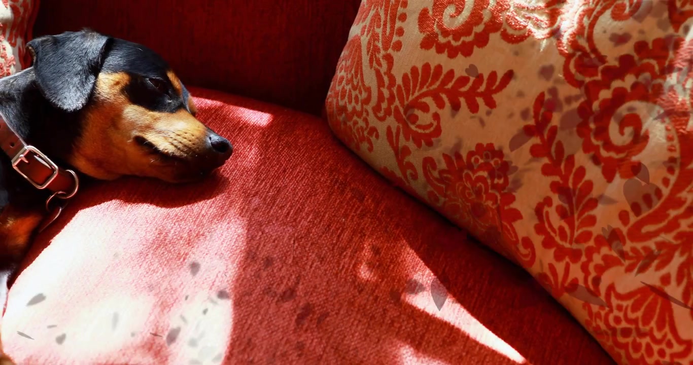 Sunlight streaming past window leading dog moving onto red couch cushion resting showing home decor