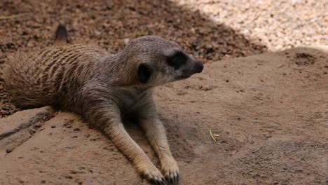 meerkat lounging on dirt, observing surroundings