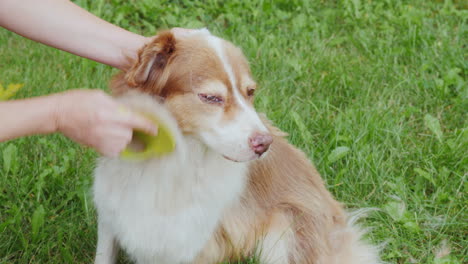 el dueño peinando la lana de su perro