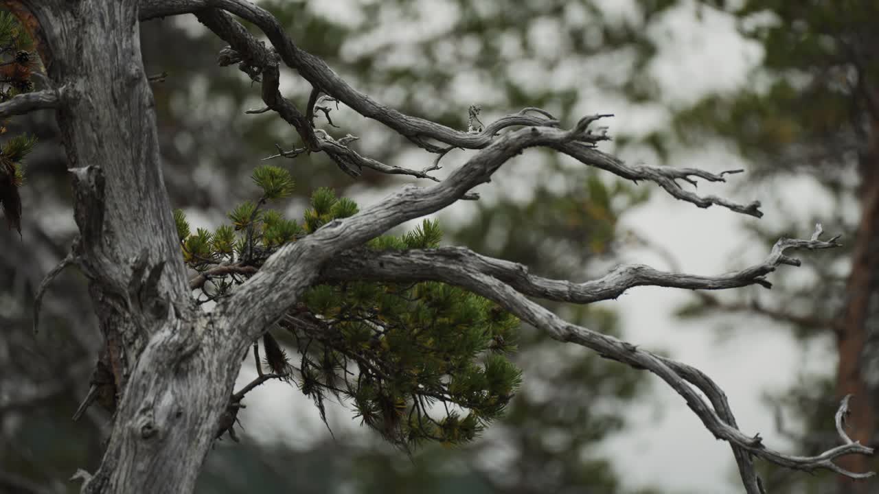 The aged and contorted branches create a stark contrast against the lush, bright green of surrounding evergreen trees, capturing the essence of a natural forest.
