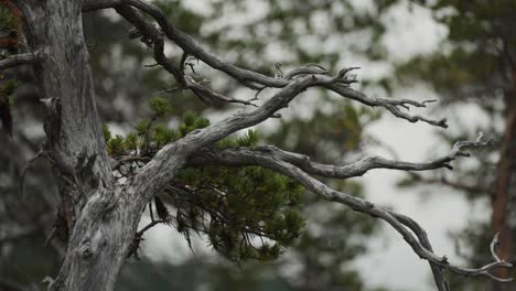 the aged and contorted branches create a stark contrast against the lush, bright green of surrounding evergreen trees, capturing the essence of a natural forest.