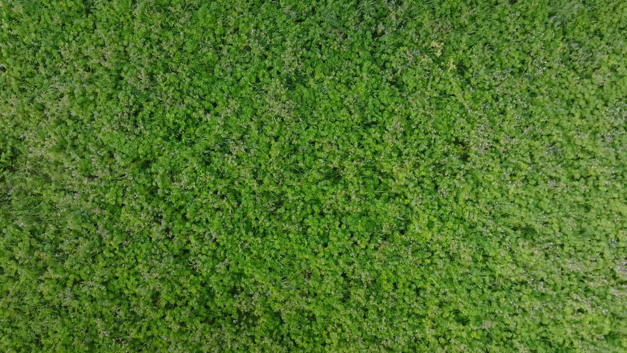 vista aérea de pájaro hacia abajo en la hierba verde