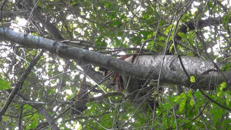 a monkey moves energetically through a thick green forest, hanging and swinging from tree branches in a natural canopy environment filled with leaves, limbs, and filtered sunlight.