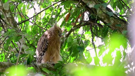 Die-Buffy-Fish-Owl-Ist-Eine-Große-Eule-Und-Doch-Die-Kleinste-Unter-Den-Vier-Fischeulen