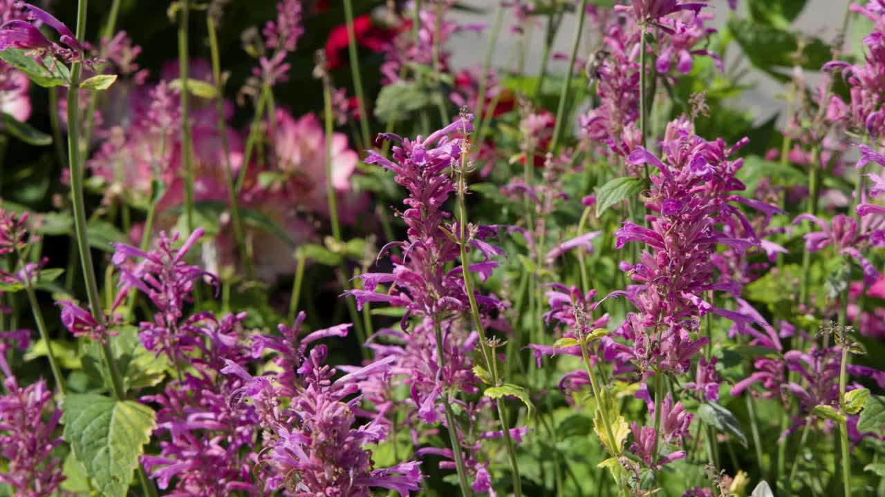 Macro view of vibrant pink flowers swaying gently outdoors in bright natural sunlight