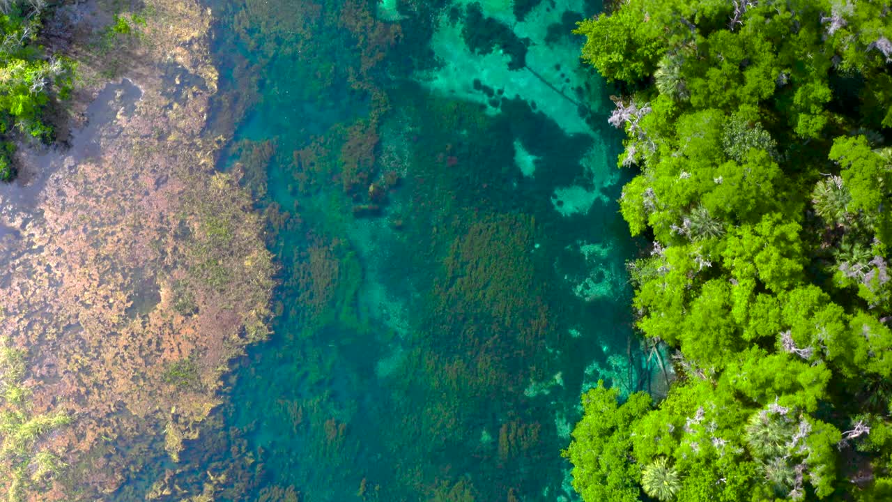 물고기와 식물이 분명하게 보이는 무지개 강 위를 천천히 날고 있습니다.