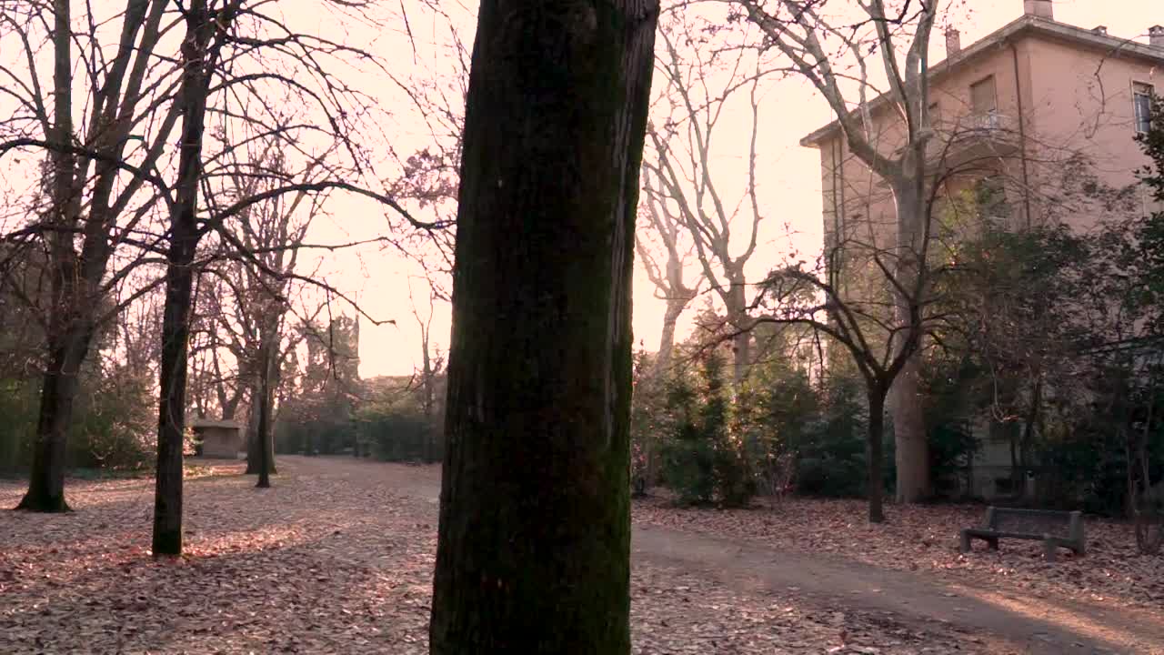 잎으로 인 땅과 함께 가을에  비어있는 공원의 한가운데에 있는 나무를 통해 태양이 필터링하는 자연 장면