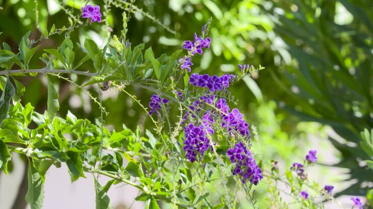 Una splendida Duranta dorata in fiore con i suoi numerosi fiori tubolari viola