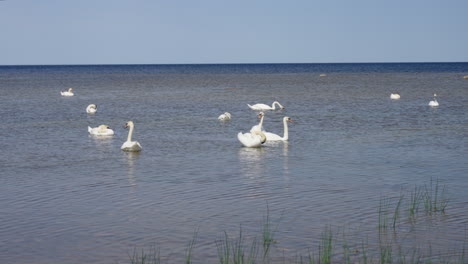 swans at the baltic sea shore