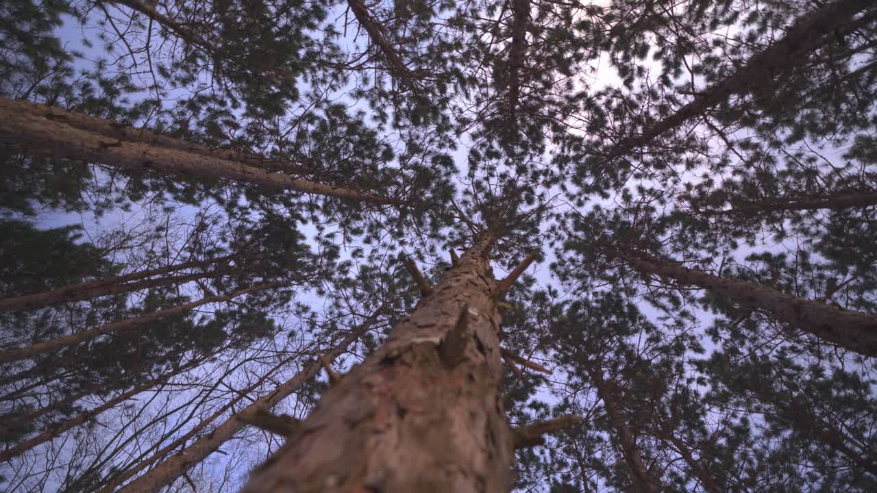 Low Angle View Looking Up at Pine Trees in Winter