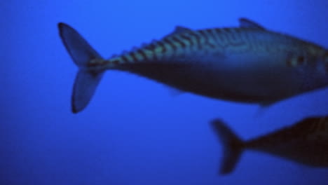 gran escuela de caballa del pacífico nadando en el acuario - de cerca