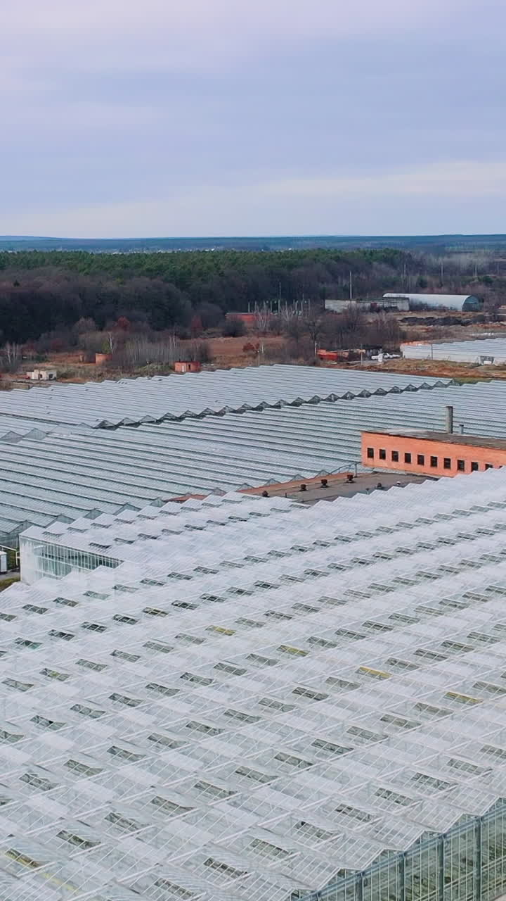 Aerial view. Greenhouses of large sizes. Growing in greenhouses on an industrial scale. Vertical video