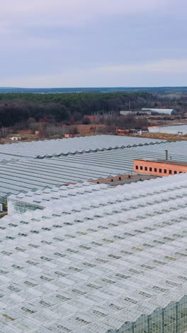 aerial view. greenhouses of large sizes. growing in greenhouses on an industrial scale. vertical video