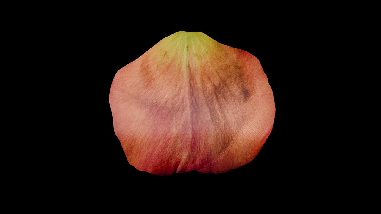Nærbillede af et rosenblad