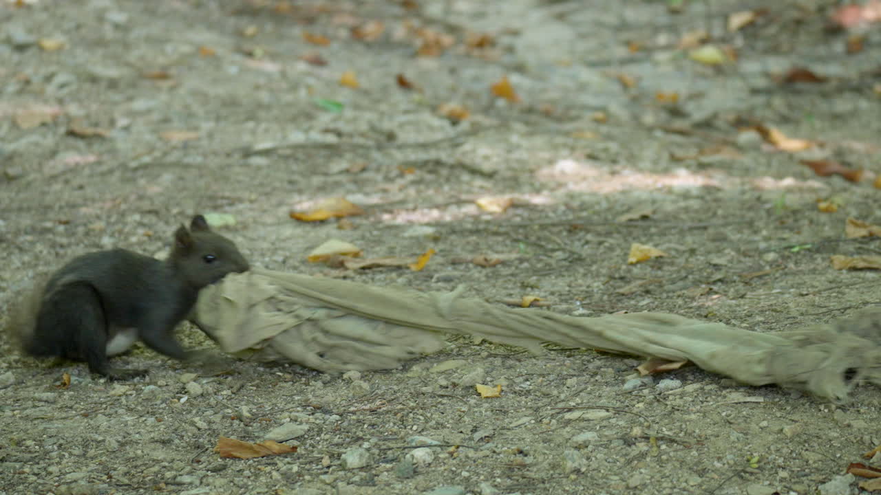 divertida ardilla roja eurasiática sacando un pedazo de trapo del suelo, arrastrando la tela en las patas y la boca