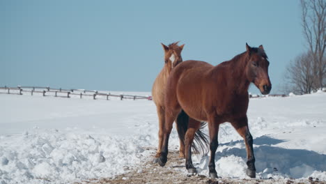 Playful-Brown-Horses-Couple-Bonding-Walking-Together-in-Snow-Capped-Daegwallyeong-Sky-Ranch-in-Winter---slow-motion