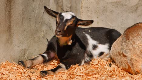 4k resting baby goat, summer sun, petting zoo