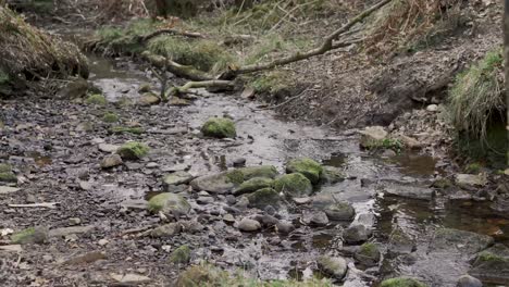 a small stream of water running through woodland on english farmland in lancashire