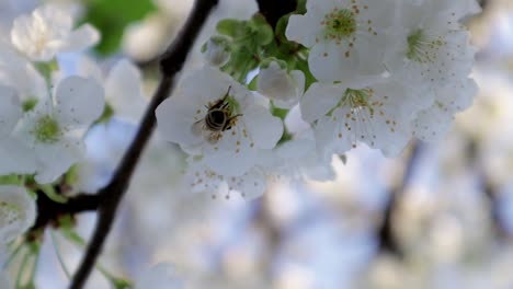 Biene-Auf-Einer-Kirschblüte.-Sonniger-Heller-Tag