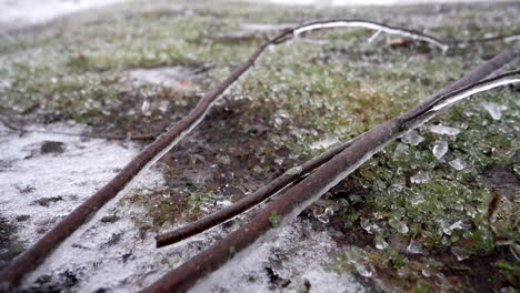 wood stick frozen in ice after freezing rain