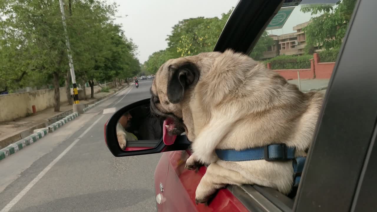 Cute pug pup enjoying a ride in car. Travel is for all. Including pet dogs. Looking out of car and site seeing