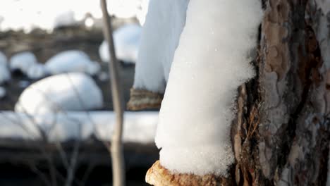 Close-up-of-birch-sponge-in-northern-Sweden,-sunny-day