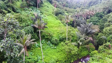 aerial view rising over the treetops in bali