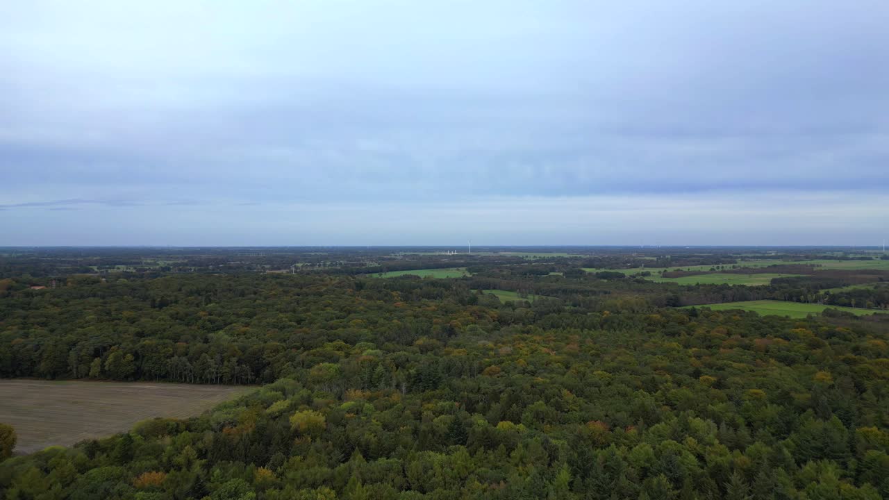 Dense forest in germany showing the colorful autumn foliage. Unique aerial view flight overflight flyover drone