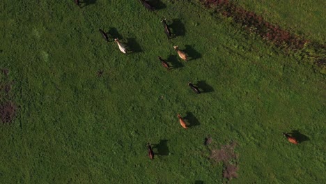 Luftperspektive-Aus-Einer-Drohnenaufnahme-Von-Oben-Nach-Unten,-Die-Eine-Wandernde-Gruppe-Von-Bisons-Einfängt