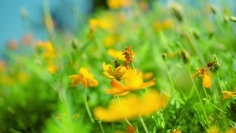 Honigbiene-Auf-Gelber-Kosmosblume-Im-Feld---Selektiver-Fokus