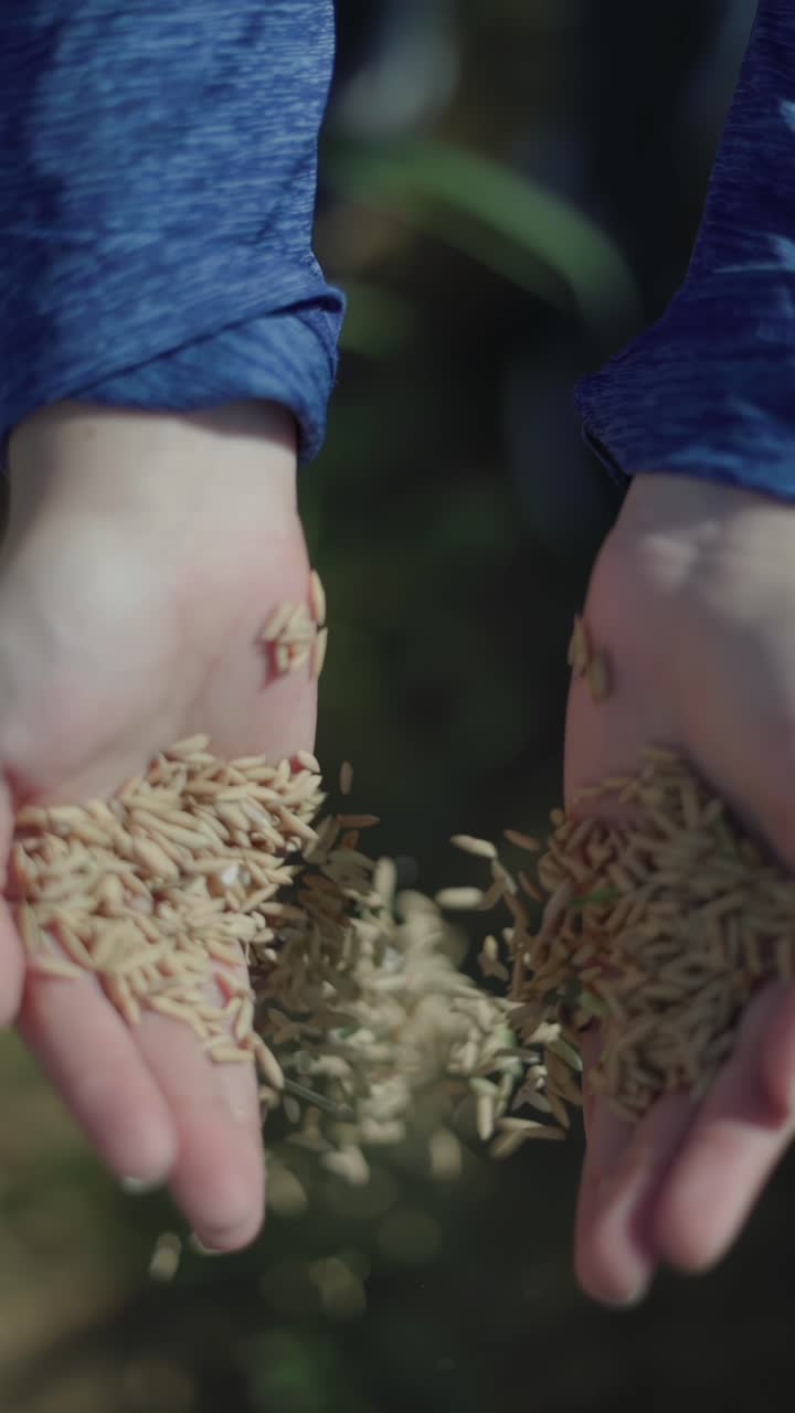 Slow-motion shot of a harvester's hands dropping many freshly harvested rice seeds