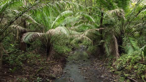 Forward-shot-through-a-lush-tropical-forest,-following-a-water-stream-flowing-near-palm-trees