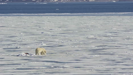 a polar bear struggles on a melting ice floe due to the effects of manmade global warming