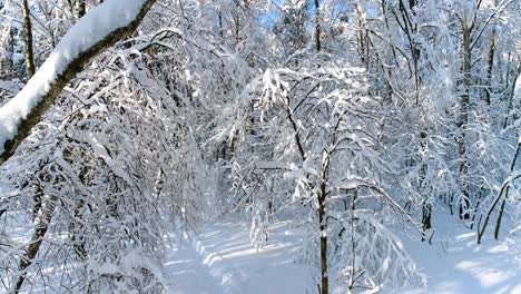 Ramas-Nevadas-En-El-Bosque.-Fondo-De-Hadas-De-Invierno