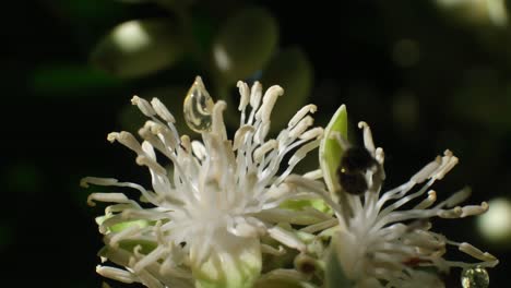 la abeja recoge el néctar de la flor de tovomita y se va volando