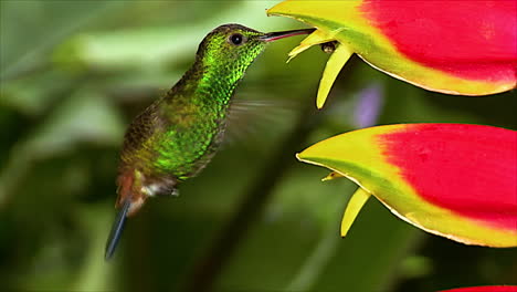 un primerísimo plano de un colibrí heliconia de rabadilla alimentándose en un bosque tropical