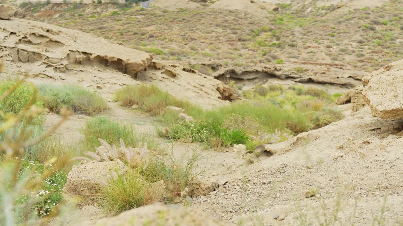 paisaje natural desierto de la isla de tenerife con plantas verdes