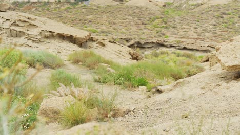 paisaje natural desierto de la isla de tenerife con plantas verdes