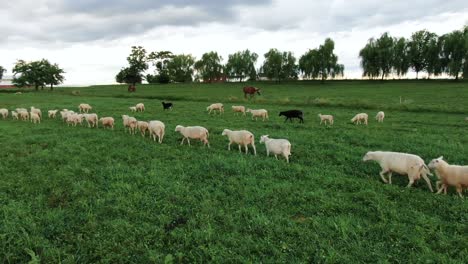 Can't-Fall-Asleep,-insomnia,-counting-sheep,-following-the-leader,-black-and-white-sheep-form-a-line-in-green-pasture-meadow