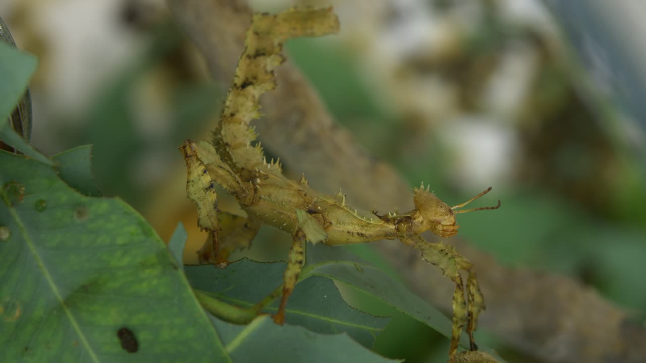 Stick insect animal standing down hanging on a green wood Leaves ...