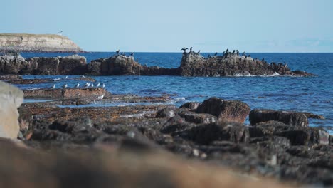 a birdwatching spot near the town of vadso, norway