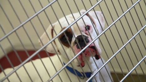 a lonely dog in his cage at an animal shelter