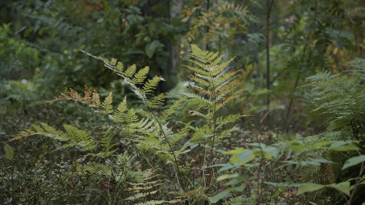 helecho tranquilo en el jardín durante una ligera llovizna
